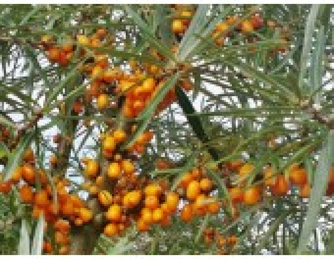 Cătină de mare "Friesdorfer Orange" autopolenizare