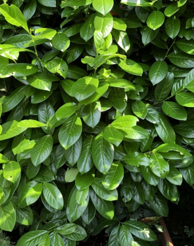 Prunus laurocerasus ´Novita´ 9x9