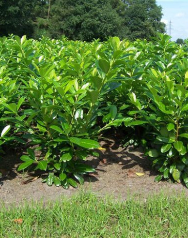 Prunus laurocerasus ´Novita´ 9x9