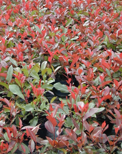 Photinia Red Robin 9x9