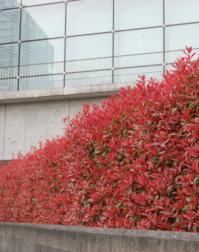 Photinia Red Robin 9x9
