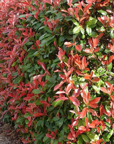 Photinia Red Robin 9x9