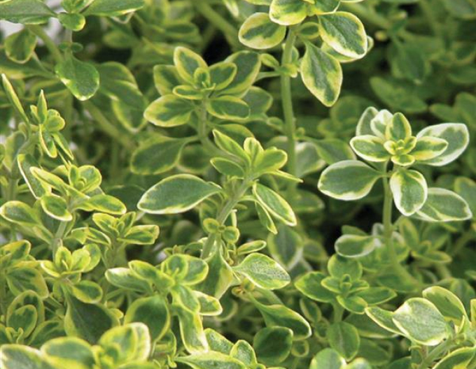 Cimbru cu miros de lămâie ´Lemon Gold´