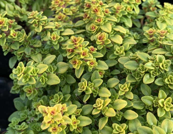 Cimbru cu miros de lămâie ´Lemon Gold´