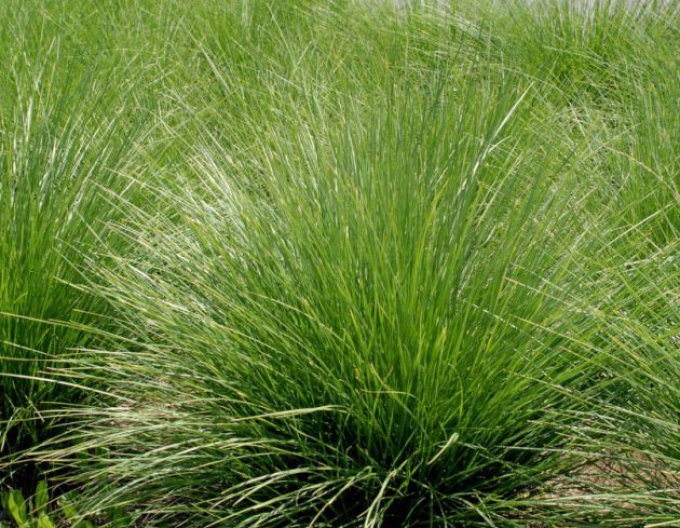 Festuca ´Mairei´