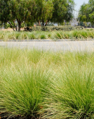 Festuca ´Mairei´
