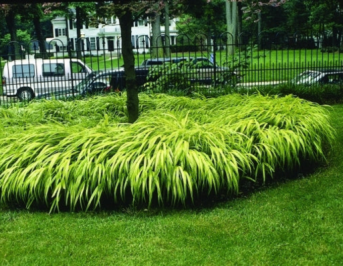 Hakonechloa macra  Aureola 9x9