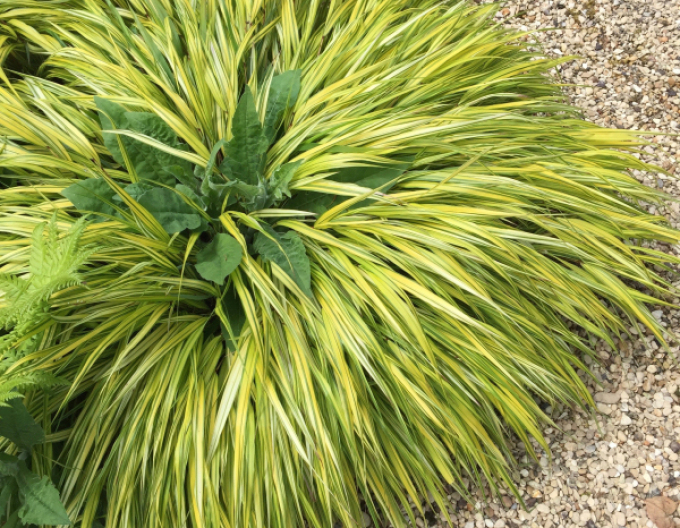 Hakonechloa macra  Aureola 9x9