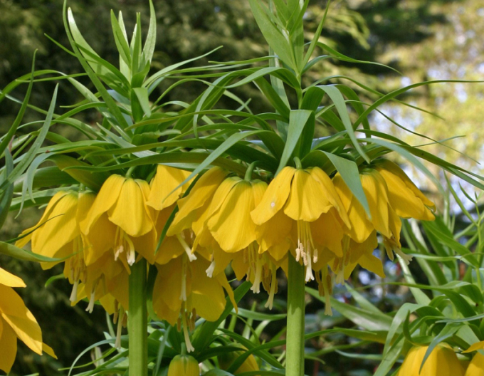 ´ - Coroana  imperiala ´Lutea´
