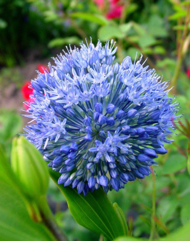 Usturoi ornamental Caeruleum