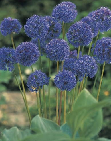 Usturoi ornamental Caeruleum
