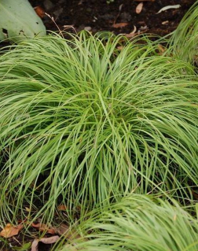 Carex Beatles