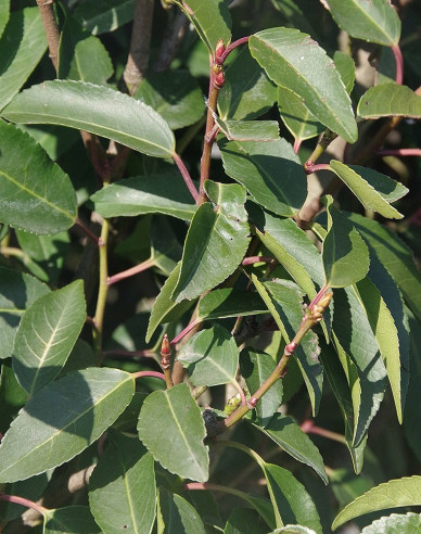 Laur portughez Angustifolia