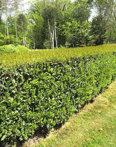Laur portughez Angustifolia