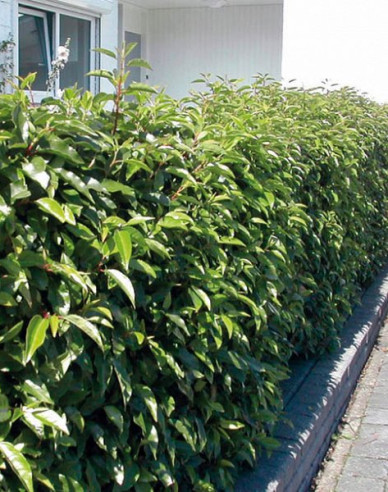 Laur portughez Angustifolia