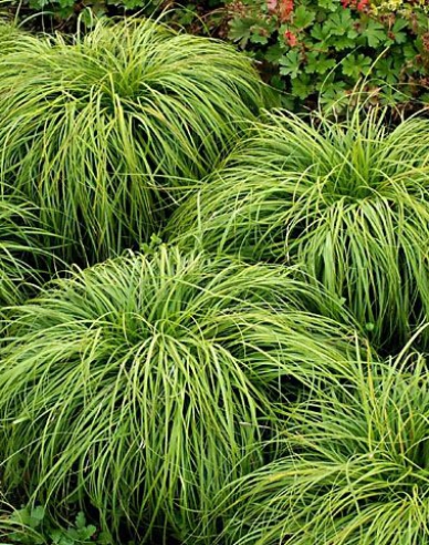 Carex Beatles