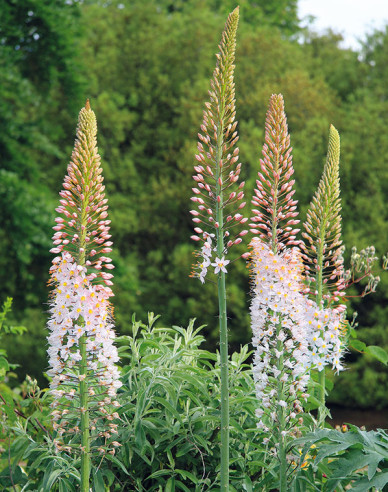 Lumănare de stepă - Eremurus 1pc