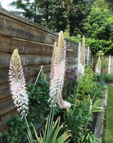 Lumănare de stepă - Eremurus 1pc