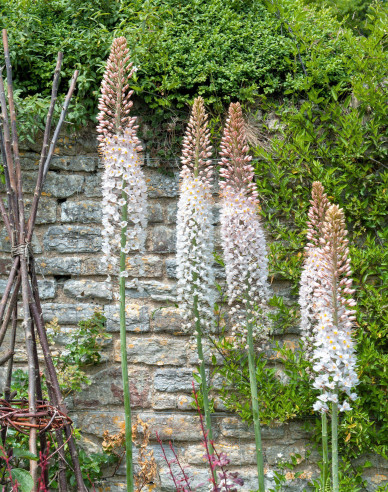 Lumănare de stepă - Eremurus 1pc