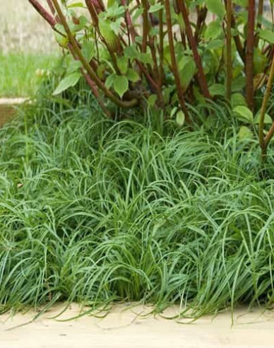 Carex Beatles
