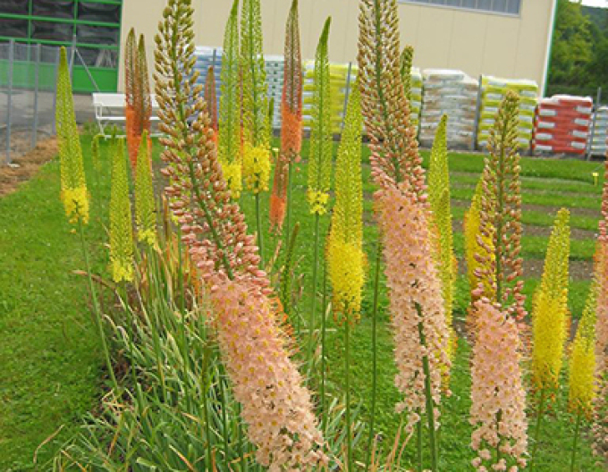 Lumănarea de stepă - Eremurus 1pc
