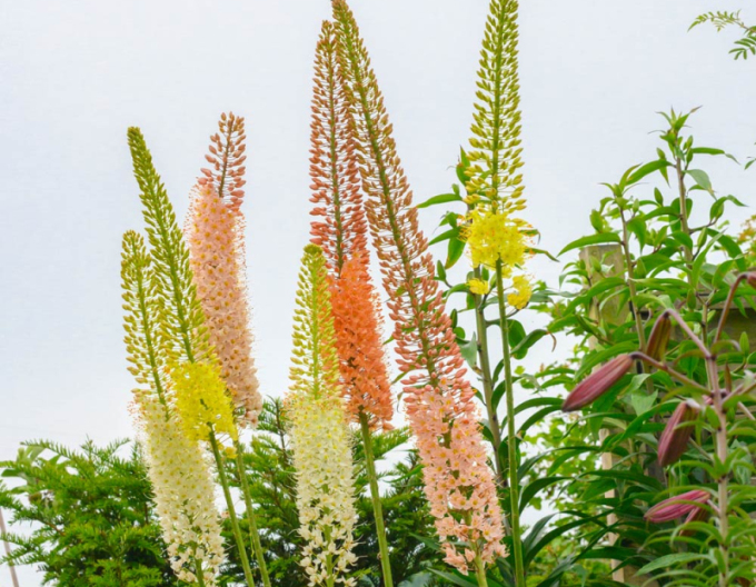 Lumănarea de stepă - Eremurus 1pc