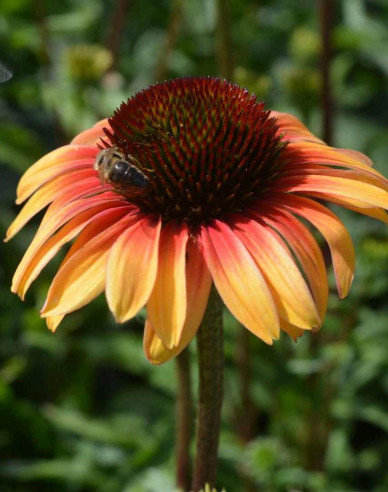 Echinacea Sombrero ´Yellow Red´