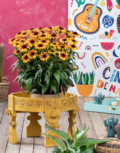 Echinacea Sombrero ´Yellow Red´