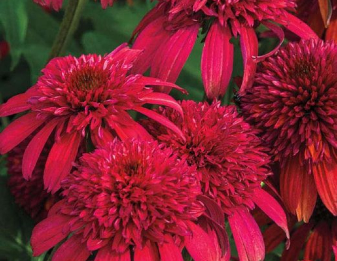 Echinacea Sombrero ´Double Cranberry´