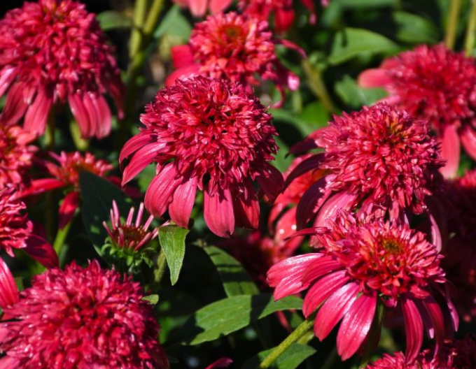 Echinacea Sombrero ´Double Cranberry´
