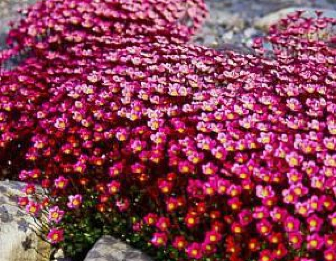 Saxifraga "Harder Zwerg