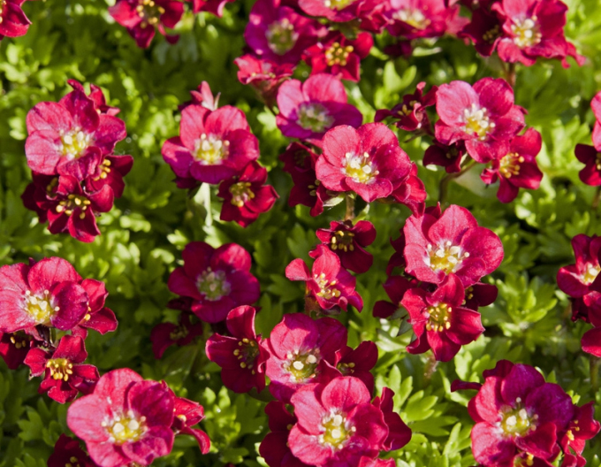 Saxifraga "Harder Zwerg