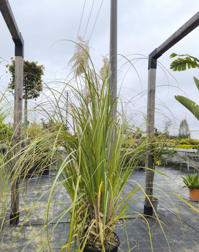 Cortaderia selloana (iarbă de pampas) ´Albă´