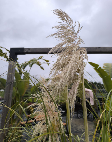 Cortaderia selloana (iarbă de pampas) ´Albă´