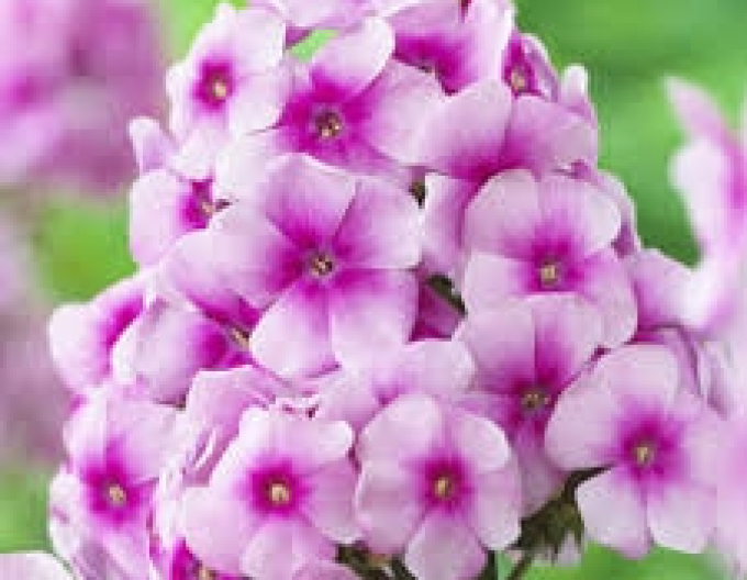 Flox dulce vară "Festival