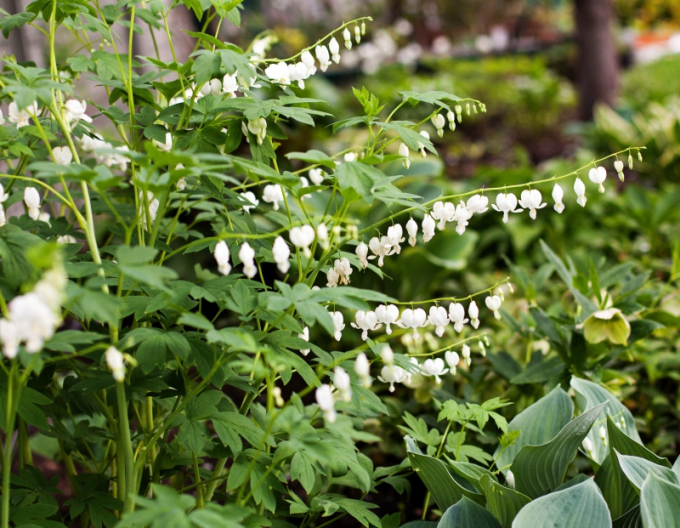 Dicentra  ´Alba´