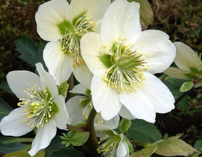 Hellebore negru Praecox