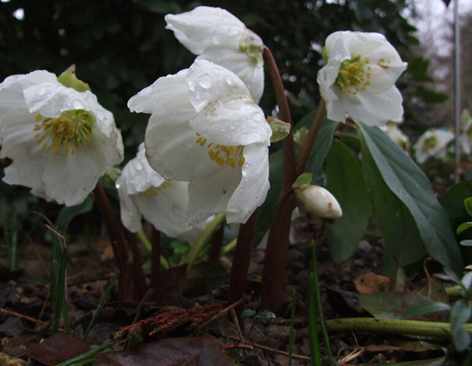 Hellebore negru Praecox