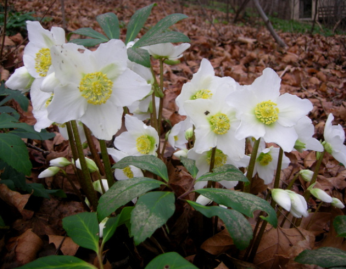 Hellebore negru Praecox