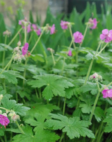 Ciocul berzei ´Geranium´