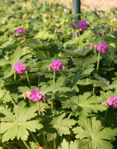 Ciocul berzei ´Geranium´