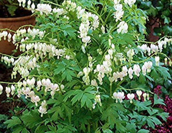 Dicentra  ´Alba´