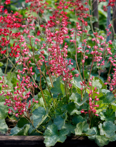 Heuchera ´Ruby Bells´´