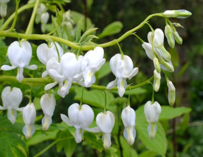 Dicentra  ´Alba´