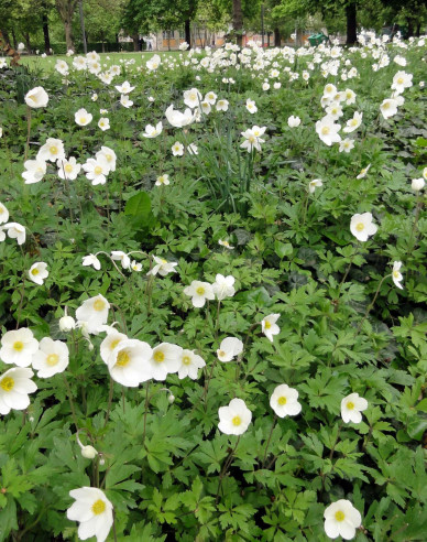 Anemonă de pădure