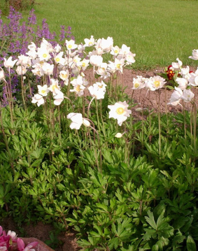Anemonă de pădure