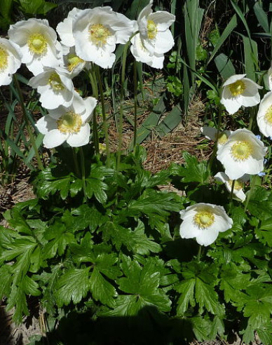 Anemonă de pădure