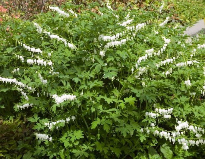 Dicentra  ´Alba´