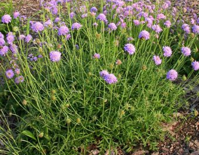 Scabiosa-albastră ´Nana´