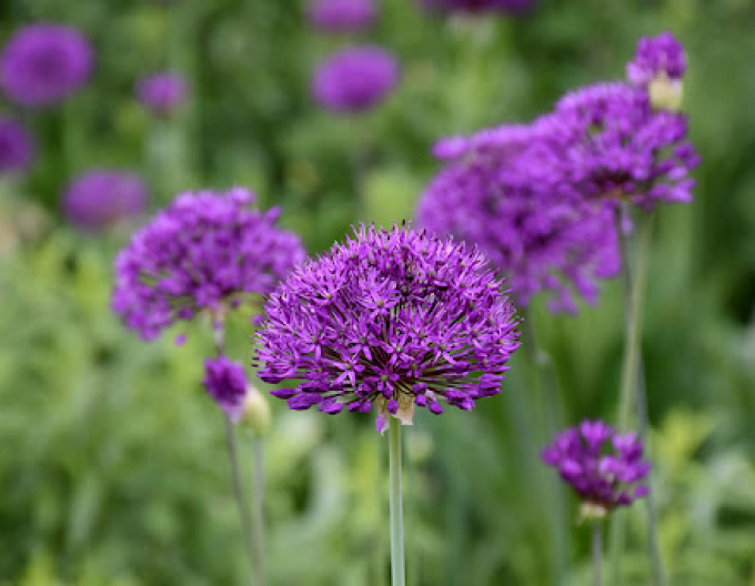 Usturoi ornamental Purple Sensation 1pc